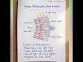Diagram in Biology