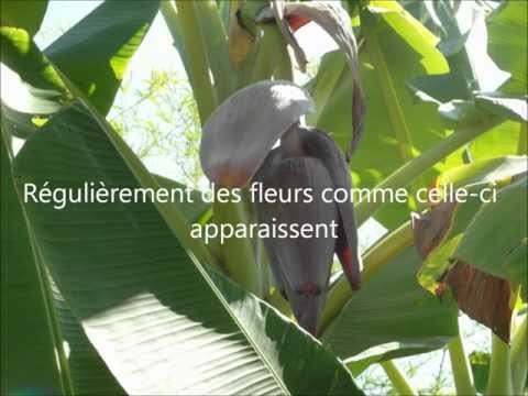 Vidéo: Que sont les bananes thaïlandaises ? Conseils pour l'entretien des bananes thaïlandaises dans les jardins