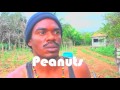 WACPtv: HARVESTING PEANUTS IN BELIZE... Featuring Young Farmers of San Antonio Village