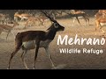 Mehrano A Wildlife Refuge in Khairpur Sindh | Pakistan Wildlife Foundation