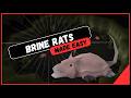 Quick Guide to Slaying Brine Rats in OSRS