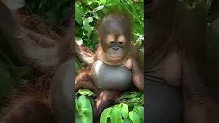 Animals Wildlife Transformation