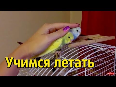 Пора снимать гнездо у попугаев? Малыш не умеет летать!