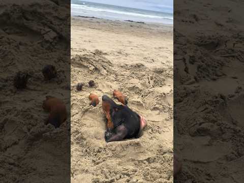 Nothing better than 18 toes in the sand…. #dog #dogs #funny #reels #funnydogs #dachshund