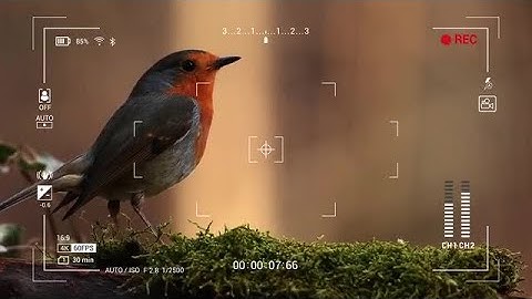 Camera Recording Screens Stock Motion Graphics