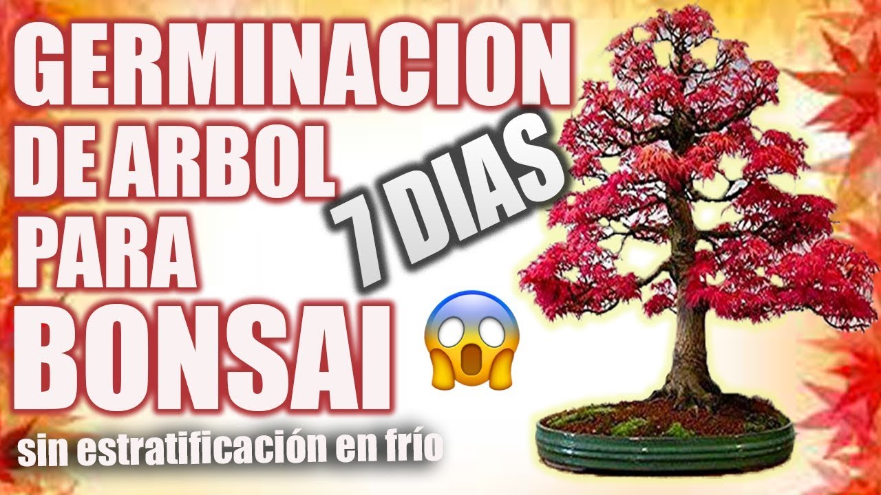 COMO GERMINAR SEMILLAS DE ARCE EN 7 DIAS - El jardin de Monii