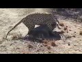 Leopard hunting dig out big wild boar from underground 