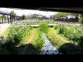 水郷潮来　あやめ園 の動画、YouTube動画。