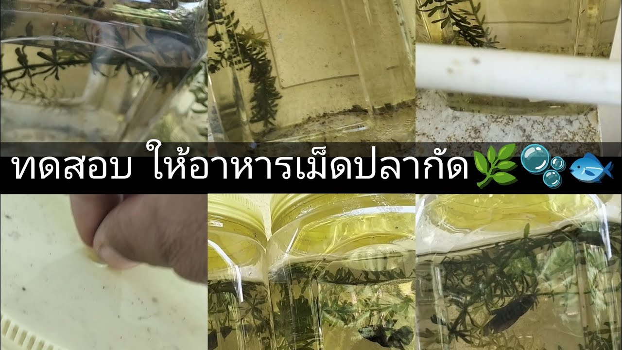 ทดสอบ ให้อาหารเม็ดปลากัด🌿🫧🐟