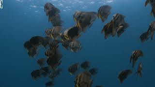 Download Lagu Halmahera: Epic Diving Adventure in Indonesia from Ternate to Ambon! MP3