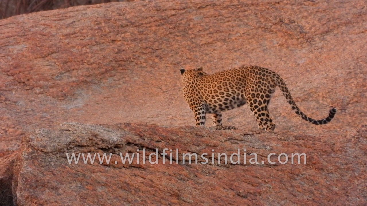 tibetan terrier Leopard family time: Magic rocks of Jawai yield fabulous Leopard habitat