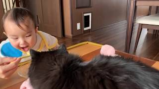日曜の朝のルーティンを過ごす猫　ノルウェージャンフォレストキャット　Cat spending Sunday morning routine