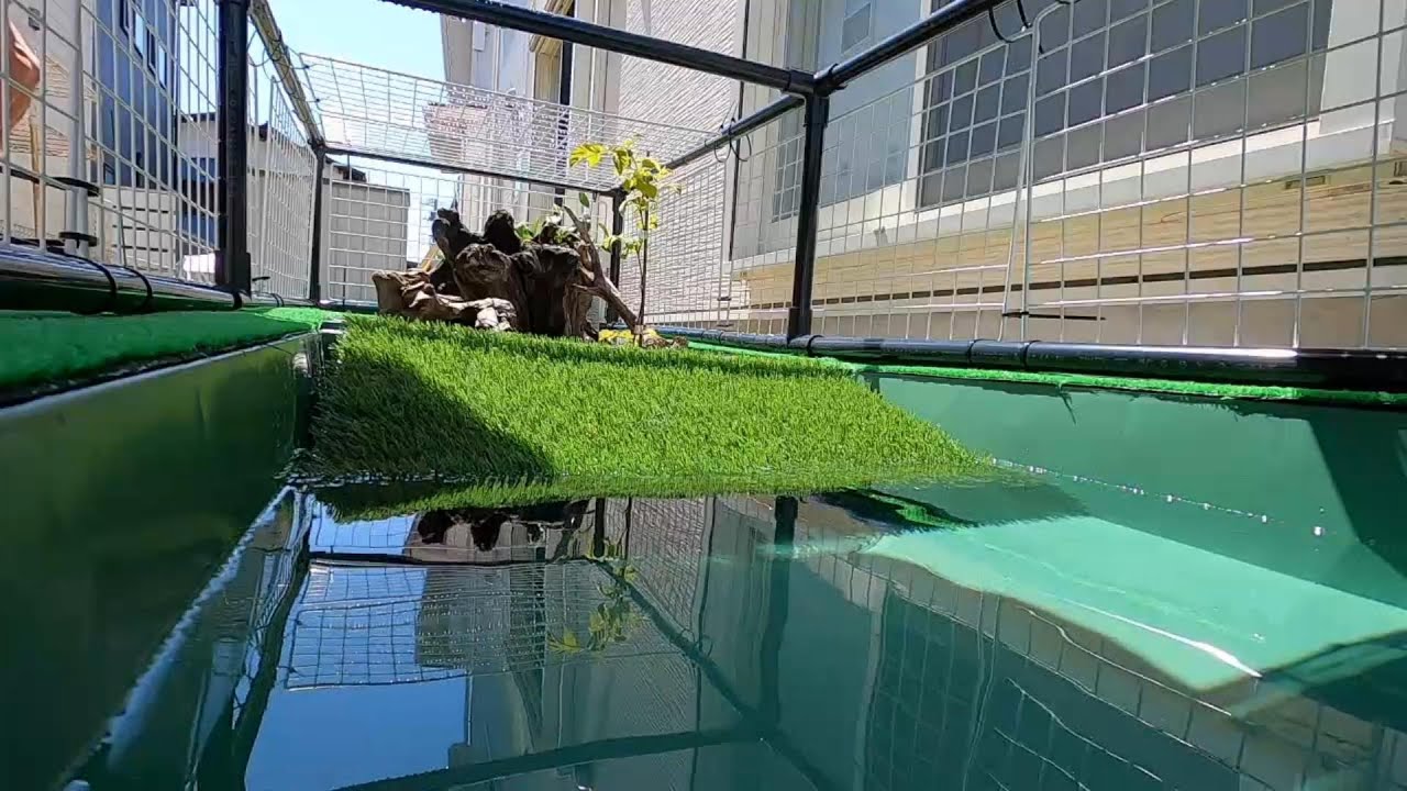 亀池作ってみた