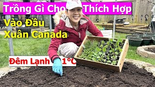 2VC NÔNG DÂN xới đất trồng những loại rau THÍCH HỢP cho đầu XUÂN LẠNH ở Canada 🇨🇦1665》 Vườn Rau Việt