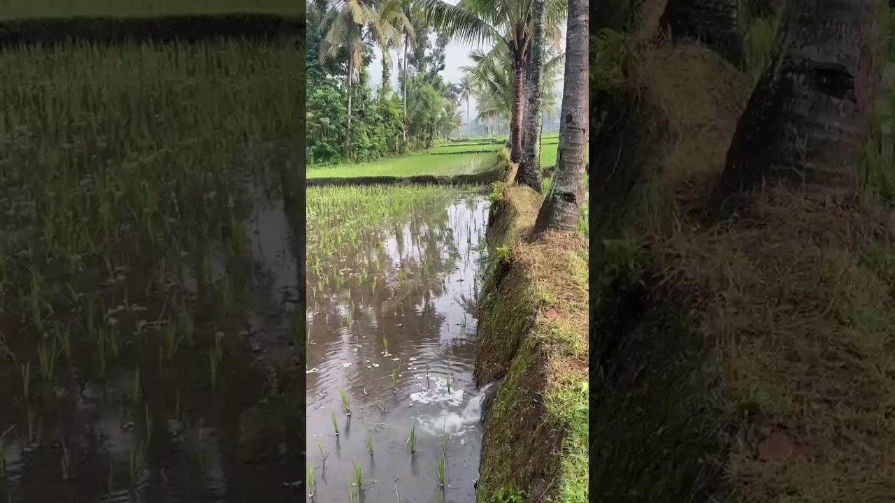 Jember wisata ll jember keren ll explore jember ll jember hits ll argopuro jember ll wisata alam