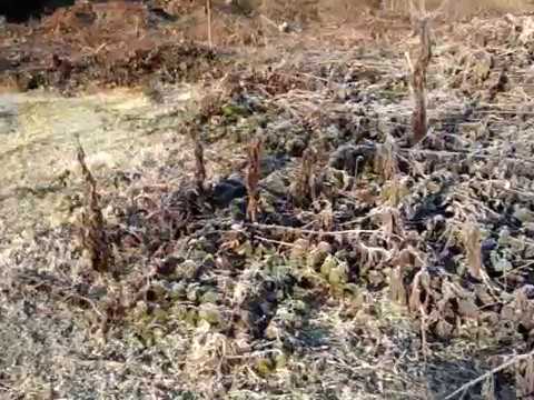 ზამთრის ბუნება ოზურგეთში-1