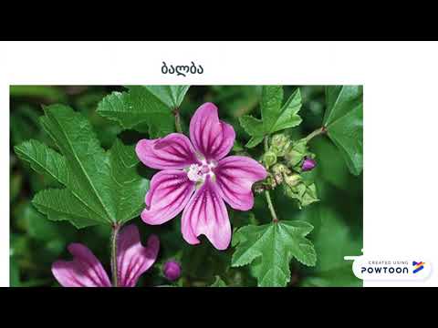 საქართველოში გავრცელებული ზოგიერთი სამკურნალო მცენარე