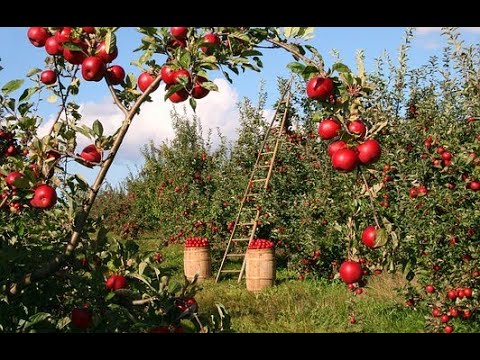 РАЗВИТИЕ ОТНОШЕНИЙ ЕГО/ЕЕ ГЛАЗАМИ. ДУШЕВНЫЙ-ТЕЛЕСНЫЙ И ДЕЙСТВЕННЫЙ УРОВНИ