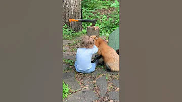 Алиса - лиса. Поведение с ребенком. Дополнение к первому видео.