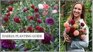 How to Grow Dahlias - From Tubers to Gorgeous Blooms - A Complete Guide // Northlawn Flower Farm