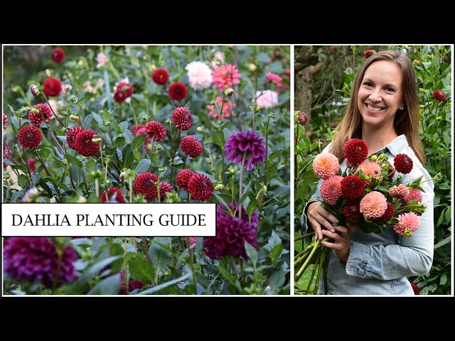 How to Grow Dahlias - From Tubers to Gorgeous Blooms - A Complete Guide // Northlawn Flower Farm class=