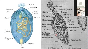 Phylum Echinodermata Class Ophiuroidea+Class Echinoidea