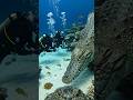 সমুদ্রের নিচে কত সুন্দর দেখুন #ai #animation #animals