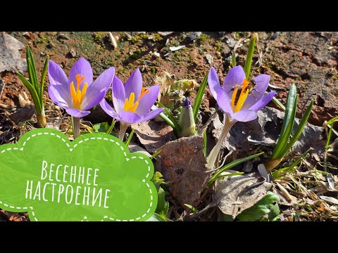 Обзор весенних первоцветов в Совином Доле. Первые цветы! А кого у вас называют подснежниками?