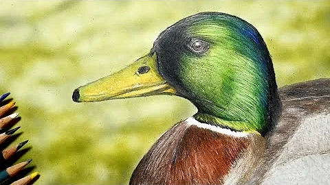 リアルな鳥の書き方 色鉛筆