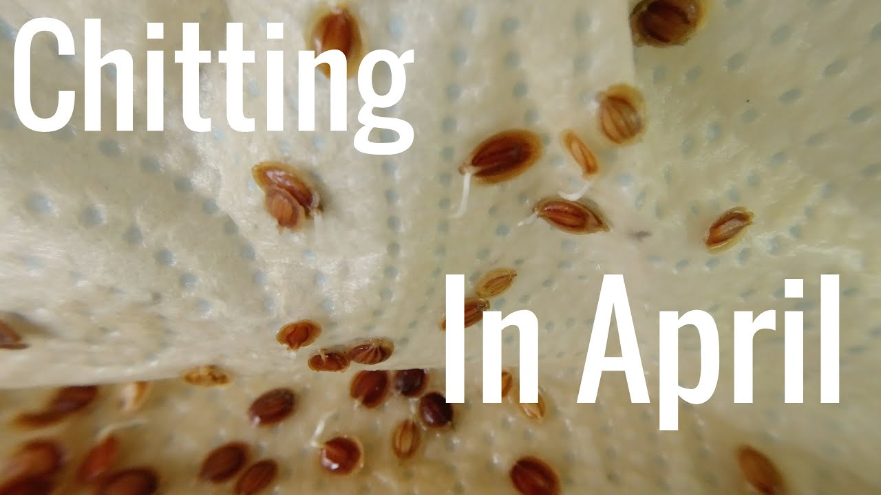 A Busy April and How to sow Parsnips | Allotments For Fun and Food