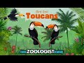 Toucan Exploration Quiz