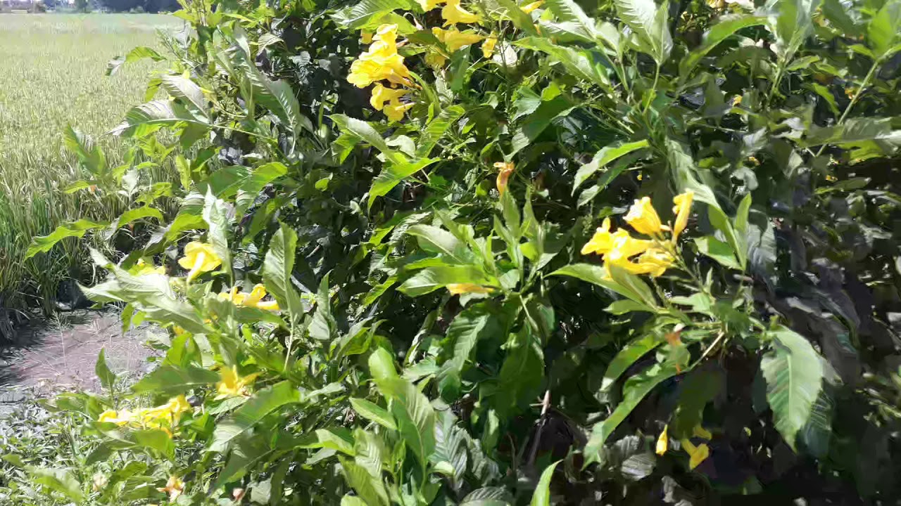 22×72 61C 0917899779 - YouTube