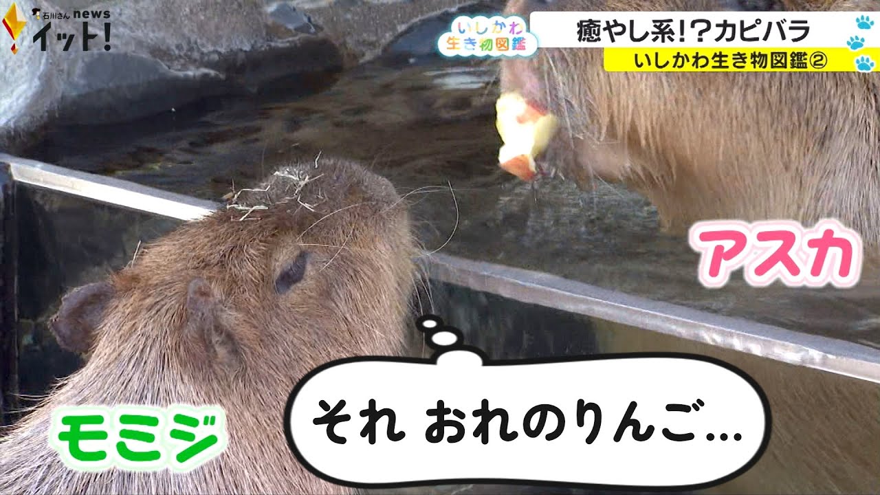 カピバラさま専用 capybara 様 専用 capybara様専用】 C様専用ページ