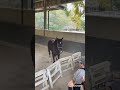 【2025.10.28】36番目🐴