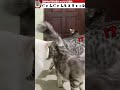 猫ちゃん同士の喧嘩を止める猫ちゃん
