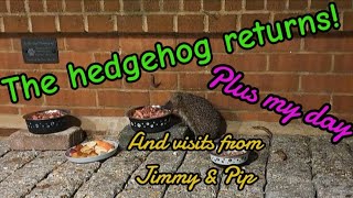 The hedgehog returns! #wildlife #fox #hedgehog #viral #vlog #nightlife #fyp #mylife