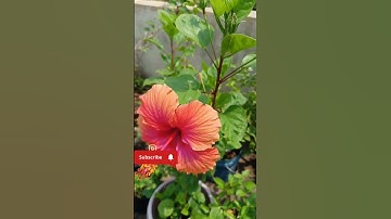 Thumbnail of 😍Waoo my beautiful flower #trending #viral #garden #ytshorts #Shorts #flowers #foryou #reels #status