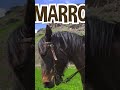 Blippi Passeia de Cavalo pela Natureza! 🏇 #shorts #blippi #animais