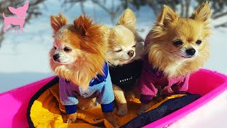 Cute Chihuahua Dogs Riding a Sled (and Having Fun in the Snow)
