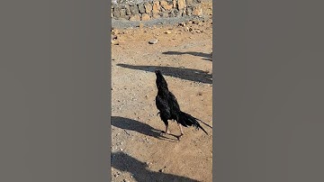 Amba Katana Aseel Murga #Aseel #Shorts #Trending #ForYou #YouTubeShorts #AseelBreeding