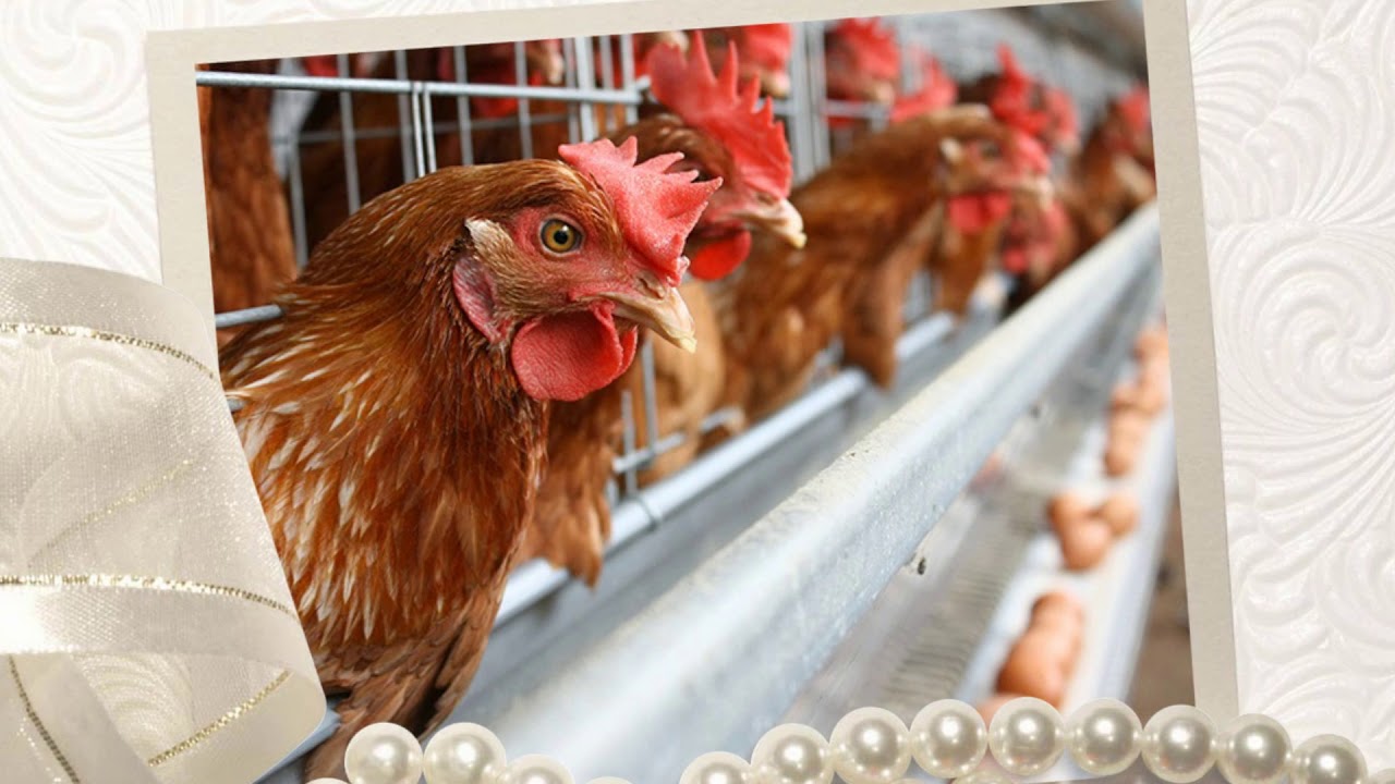 Ayam Petelur Kediri 