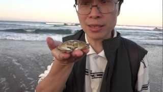 20121020-福隆沙灘-勝利黎明蟹-金錢蟹-沙隨720P HD