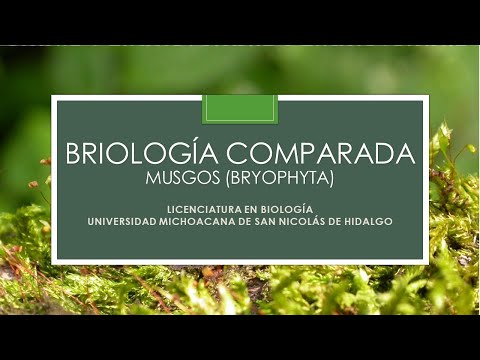 Briología comparada: Bryophyta (musgos)