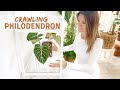 Crawling Philodendrons | Repot + Care | Self-Watering Setup