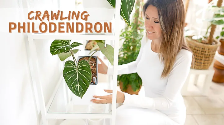 Crawling Philodendrons | Repot + Care | Self-Water...