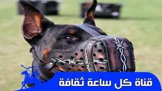 أخطر أنواع الكلاب - انواع الكلاب الخطرة والشرسة - اشرس انواع الكلاب اشرس كلاب فى العالم