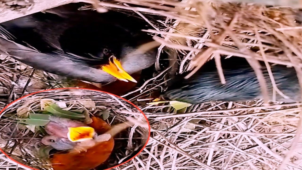 bird Great myna Both come to take care of the baby at the nest#bird ...