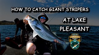 How To Catch Giant Stripers at Lake Pleasant!