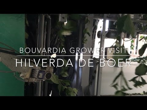 Video: Bouvardia Hummingbird Paj - Yuav Ua Li Cas Loj hlob Hummingbird Paj Cog