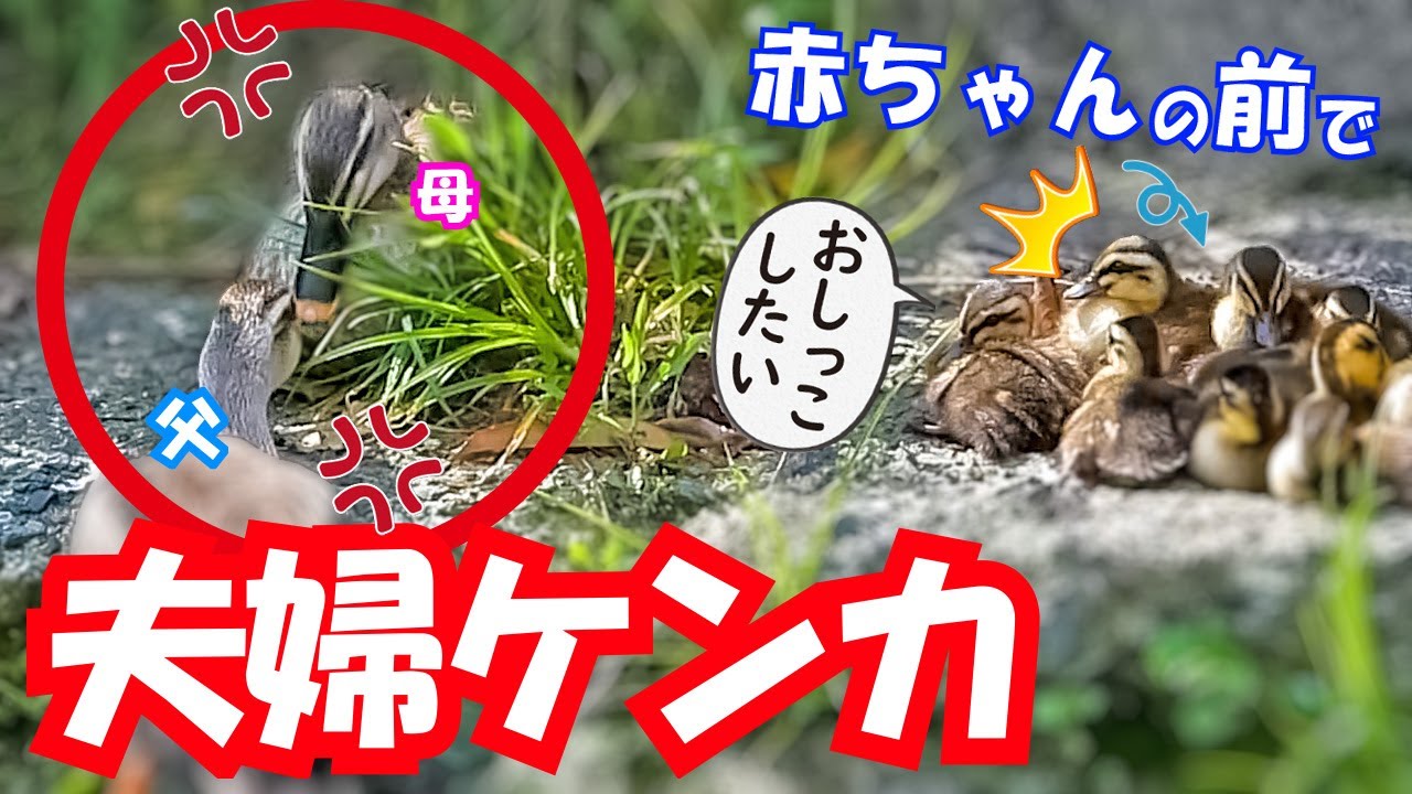 0525C①【カルガモ親子が夫婦喧嘩】仲良し赤ちゃん本能のトイレマナー